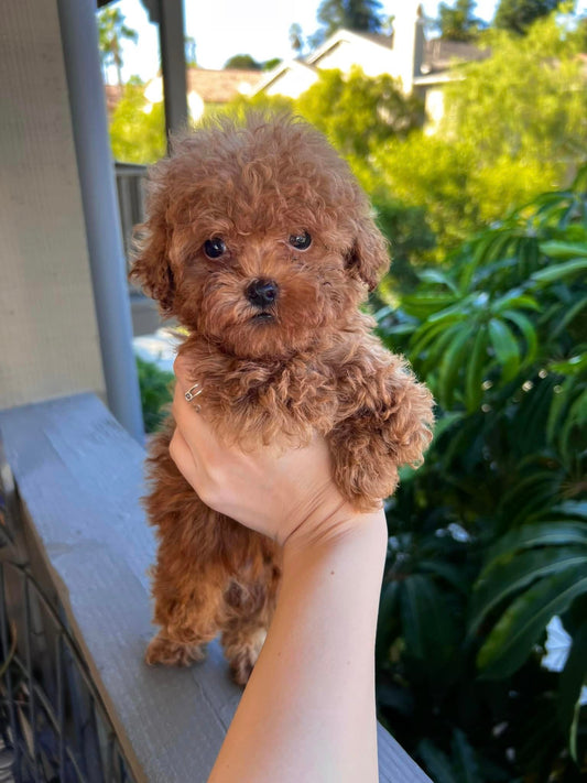 Red Toy Poodle Male puppy