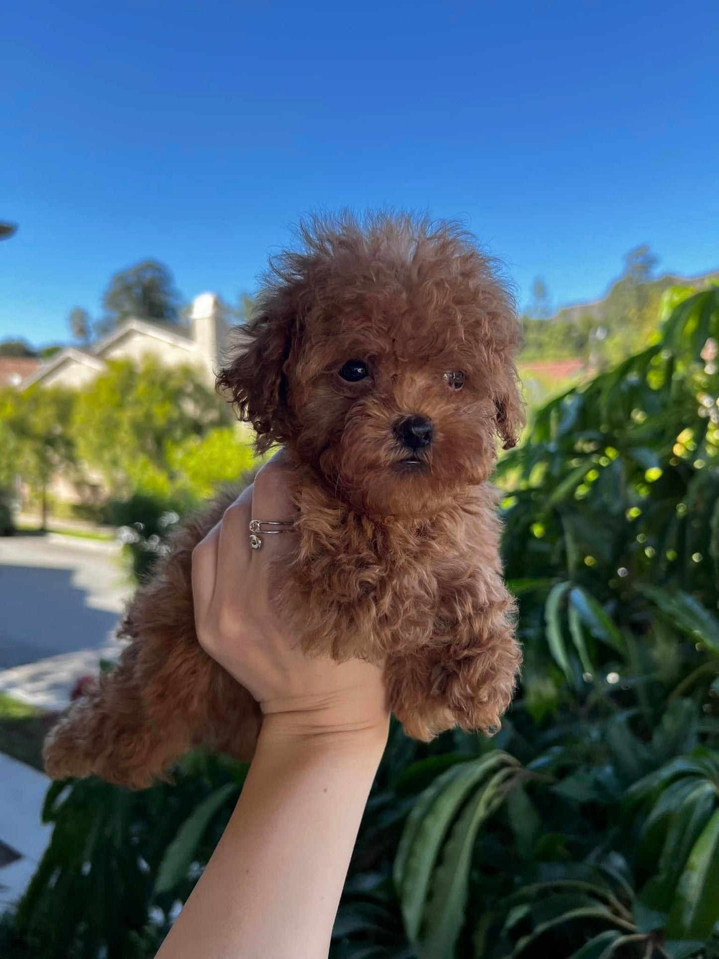 Red Toy Poodle Male puppy